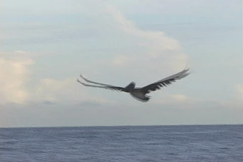 Pelican in Flight-pan Stock-Footage 819519