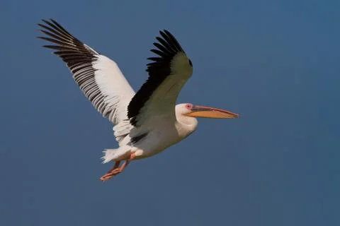Pelican in flight Stock Photos