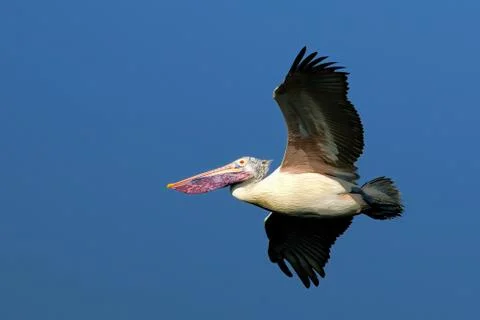 Pelican in Flight Stock Photos