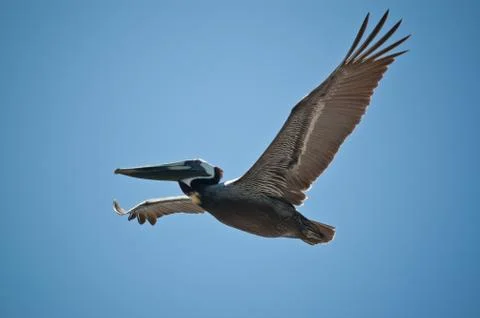 Pelican in Flight Stock Photos