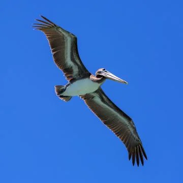 Pelican in flight. Stock Photos