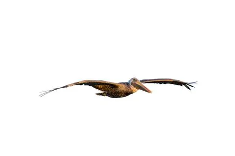 Pelican in Flight Foto stock