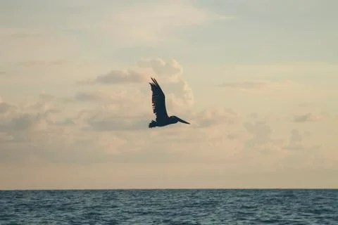 Pelican in Flight. Stock Photos