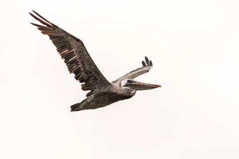 Pelican in flight Foto stock