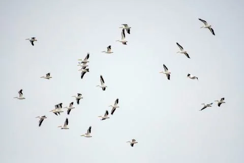 Pelican in flight Stock Photos