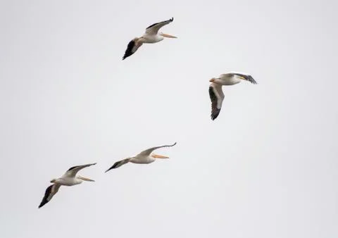 Pelican in flight Stock Photos