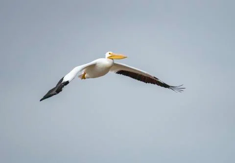 Pelican in flight Stock Photos