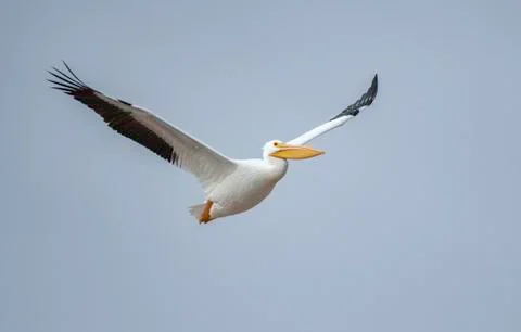 Pelican in flight Stock Photos
