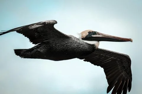 Pelican in flight Stock Photos