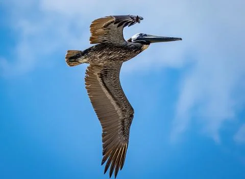 Pelican in Flight Stock Photos