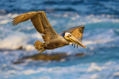Pelican in Flight Stock Photos