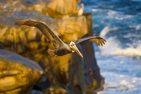 Pelican in Flight Stock Photos
