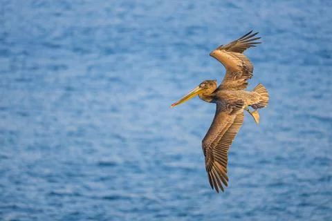 Pelican in Flight Stock Photos