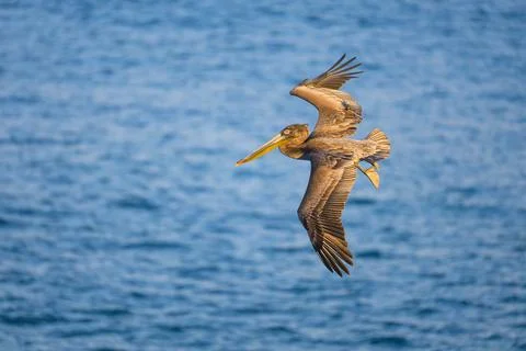 Pelican in Flight Stock Photos