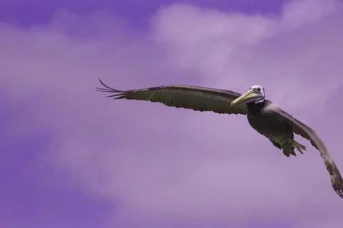 Pelican in flight Foto stock