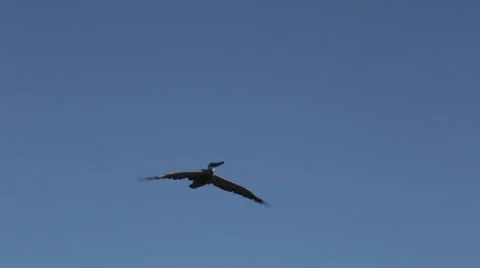 Pelican Flight Slow Motion Video stock 41302578