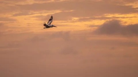 Pelican flight at sunset Stock Photos