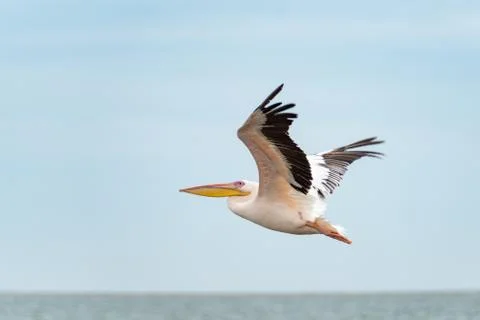 A pelican in flight, Walvis Bay, Namibia Stock Photos