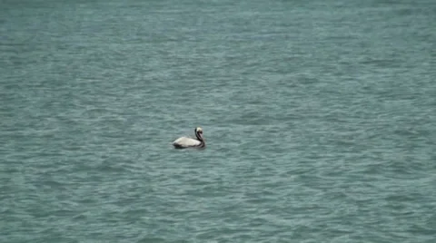 Pelican floating Stock Footage 31821635