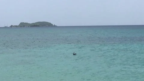 Pelican floating with island in background Video stock 205919102