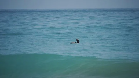 Pelican Floating Ocean Stock Footage 76759210