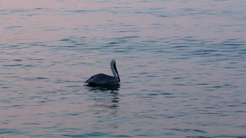 Pelican Floating In The Ocean 스톡 동영상 148184958
