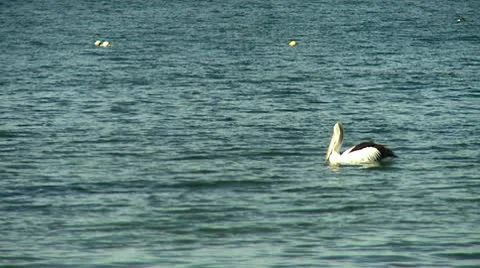 Pelican Floating Slow Motion Stockbeeldmateriaal 10565044