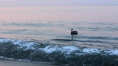 Pelican Floating on Water 스톡 동영상 148184951