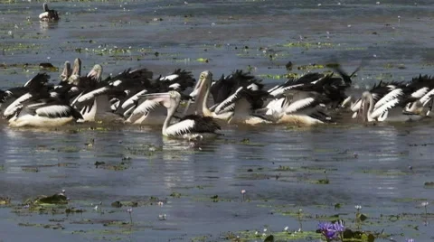 Pelican flock feeding close up Stock Footage 52500462