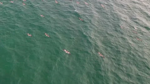 Pelican Flock Flying Above Ocean Water, Hermosa 4K Stock Footage 159628618