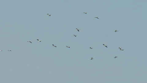 Pelican flock soaring high in sky, circling, slomo, 4k Stock Footage 244816268