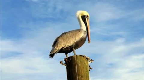 Pelican in Florida Everglades Stock Footage 17017478