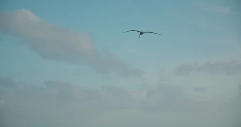 Pelican fly over the ocean and catch fish in Mexico Stock Footage 341446361