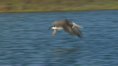 Pelican fly slow motion Stock-Footage 721028