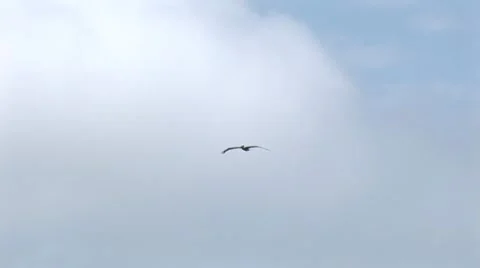 Pelican flying 1 Stock Footage 7754208