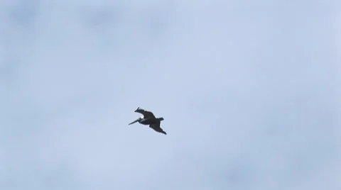Pelican flying 2 Stock Footage 7754163