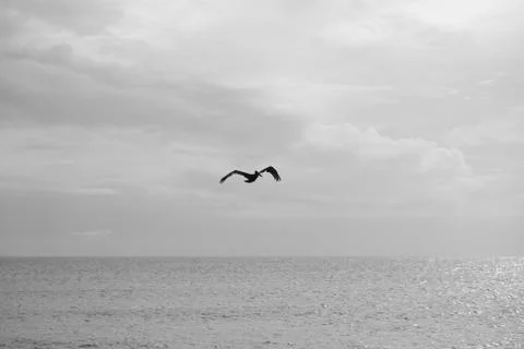 Pelican flying above sea in black and white Stock Photos