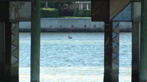 Pelican flying away Stock Footage 24465638
