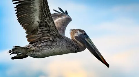Pelican flying in the Caribbean closeup Stock Photos