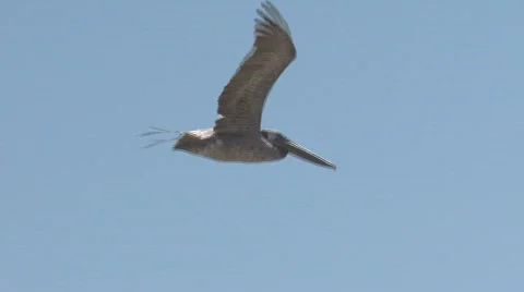 Pelican flying close up 스톡 동영상 479017