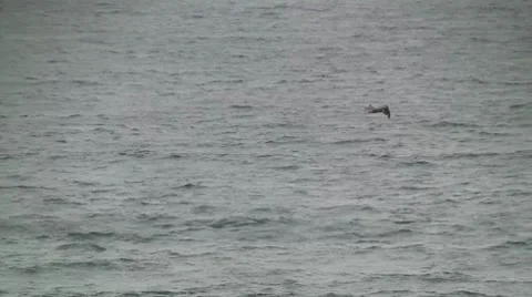 Pelican flying Video stock 7728072