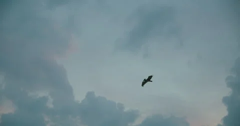 Pelican flying high in cloudy gray sky over coast of Quintana Roo Mexico Stock Footage 344703718