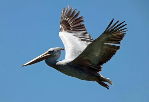 Pelican flying high Stock Photos