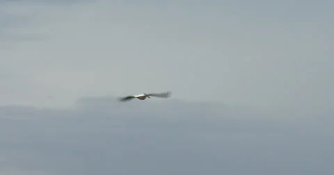 Pelican flying high in the sky Stock Footage 39581230
