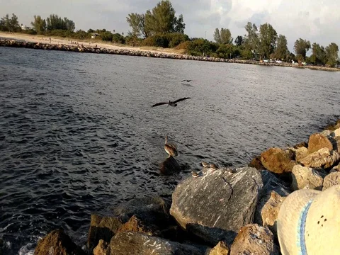 A pelican flying in for a landing Stock Footage 80722915