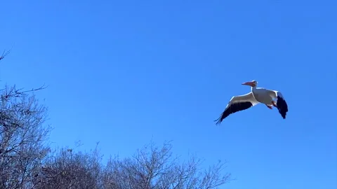 Pelican flying over Stock Footage 229431218