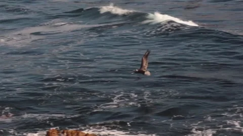 Pelican Flying Over the Ocean Stock Footage 56573775