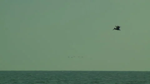 Pelican flying over ocean Stock Footage 57814904