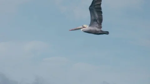 Pelican Flying Over Ocean In Slow Motion Stock Footage