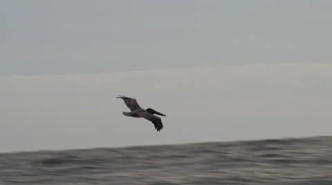 Pelican Flying over the Ocean Waves 스톡 동영상 58173401